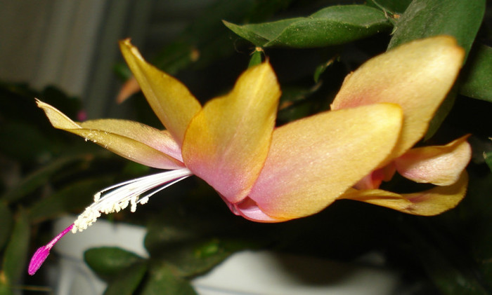 2012 - Craciunel - Schlumbergera