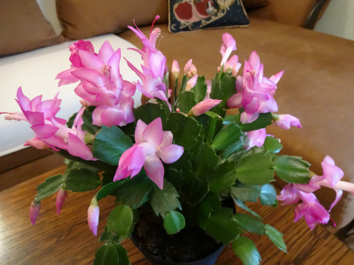 DSC00643 - Schlumbergera russelliana