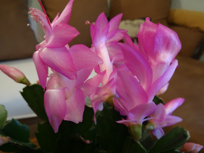 DSC00645 - Schlumbergera russelliana