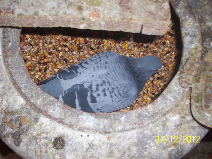 LAM PRINS CU MATA IN SAC :))))