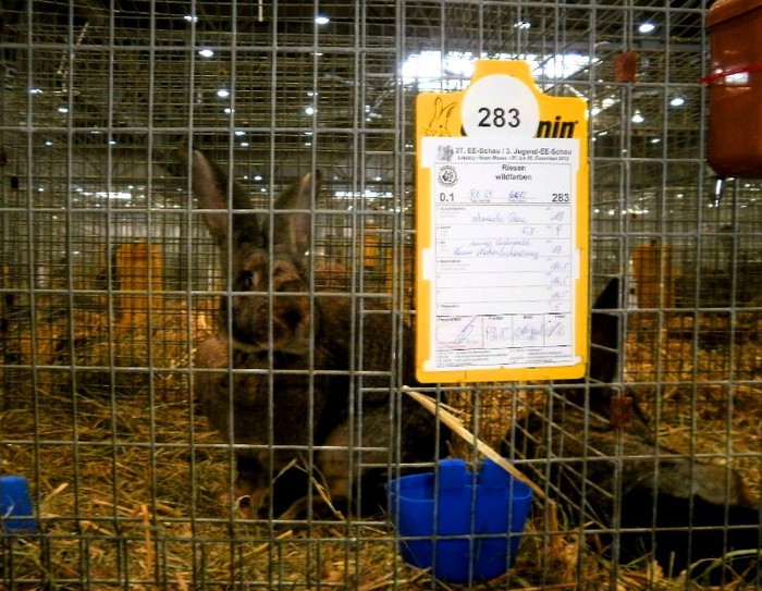Anita RO 29 GL 1 2 - 93,5 PCT - i - Leipzig 2012 iepuri