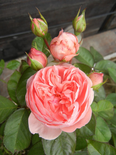 Rose Pleasure (2012, December 01)
