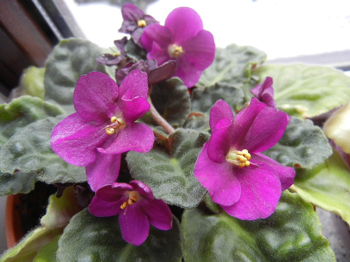 Violet Saintpaulia (2012, Dec.11)