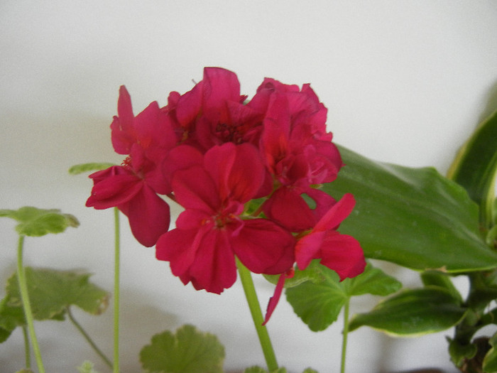 Bright Odette Geranium (2012, Dec.11) Bright Odette Geranium (2012, Dec.11)