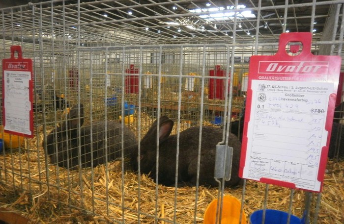 EXPO 47 - i - Leipzig 2012 iepuri