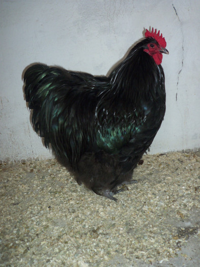 ACHIZITIE NOUA IOSIF - Orpington Negru Matca 2013