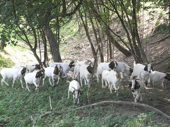 de vanzare turma de capre Boer