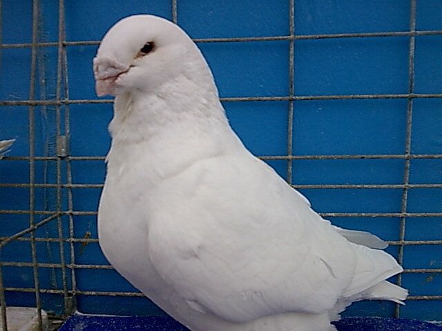 M-2011-vandut