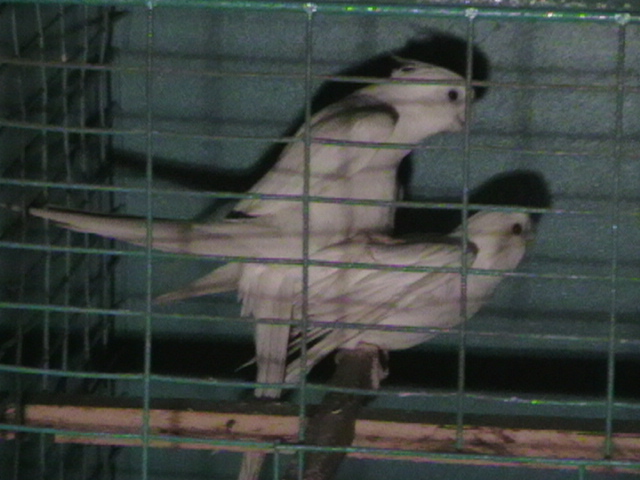 perechea 3
