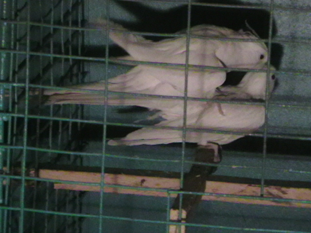 perechea 3
