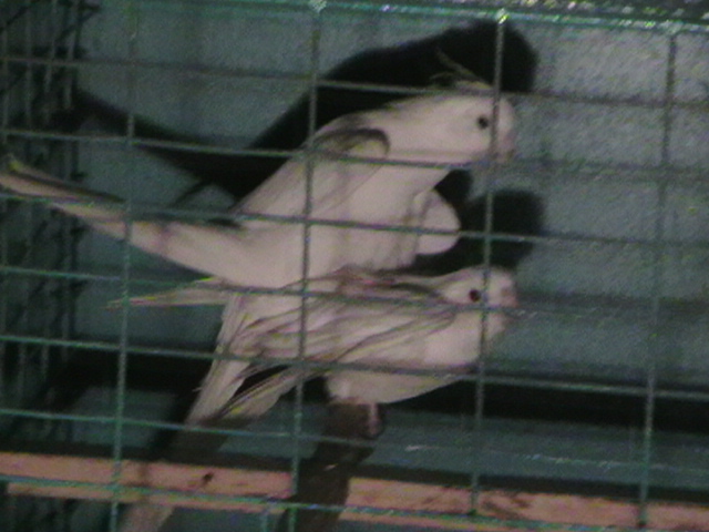 perechea 3