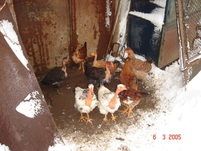 DSC07786 Git golas pui2012; git golas
