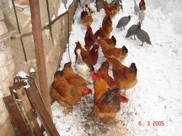 DSC07800  new.hempshir puicute  2012si  motate 2012