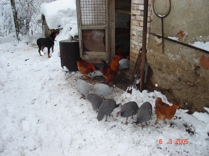 DSC07783 bibilici 2012 vindut; bibilici 2012
