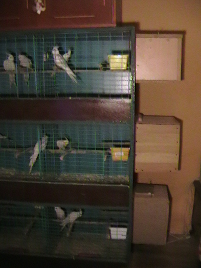 boxele