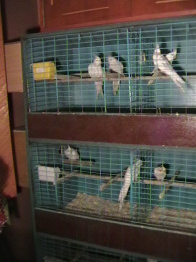 boxele