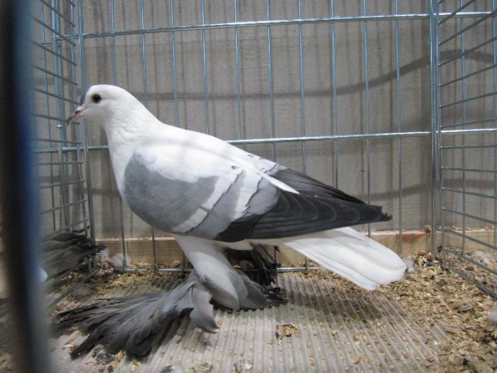 83723539_PBGRSPW3 - EUROPASCHAU LEIPZIG 2012