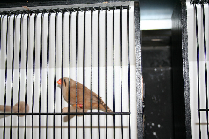 IMG_2911 - EUROPASCHAU LEIPZIG 2012