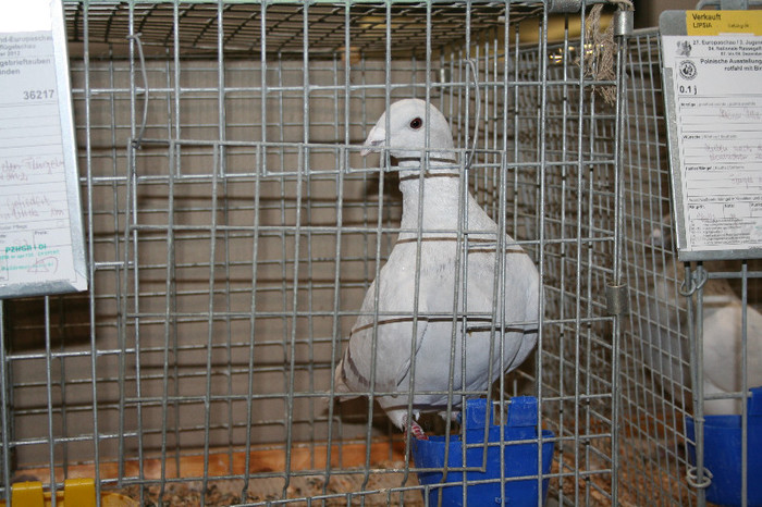 IMG_2928 - EUROPASCHAU LEIPZIG 2012