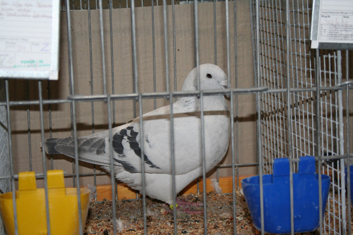 IMG_2929 - EUROPASCHAU LEIPZIG 2012