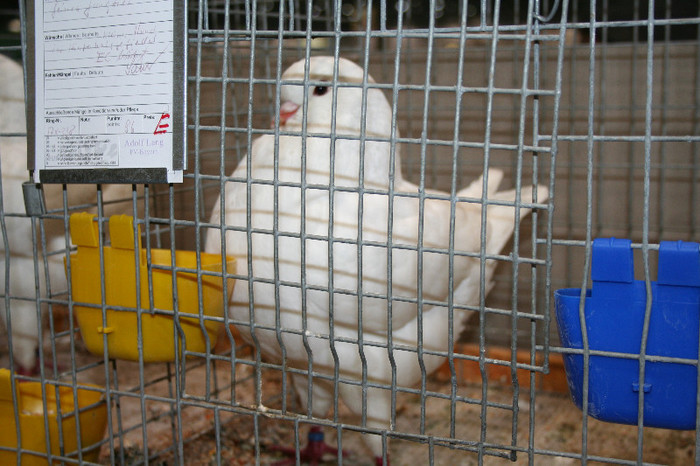 IMG_2932 - EUROPASCHAU LEIPZIG 2012