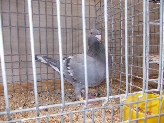 laipzig 2012 438