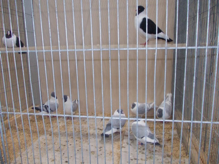 laipzig 2012 443