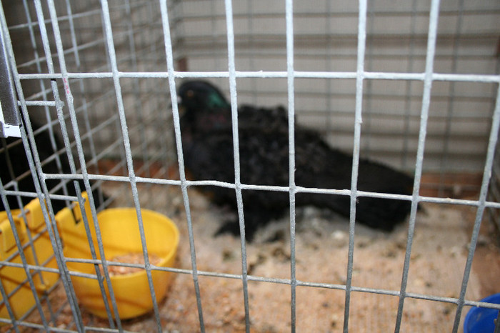 IMG_2821 - EUROPASCHAU LEIPZIG 2012