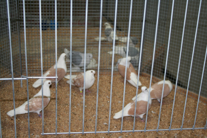 IMG_2916 - EUROPASCHAU LEIPZIG 2012