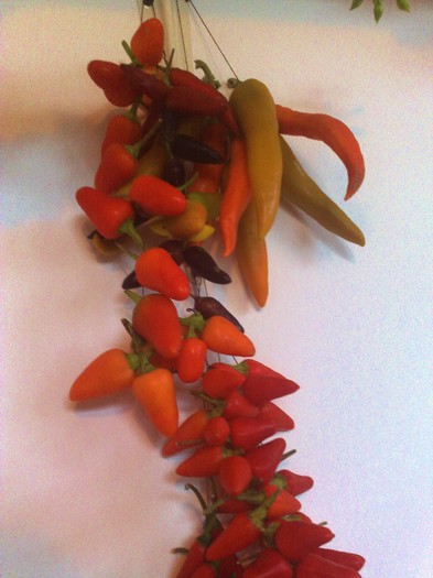 30112012 - Ardei iuti