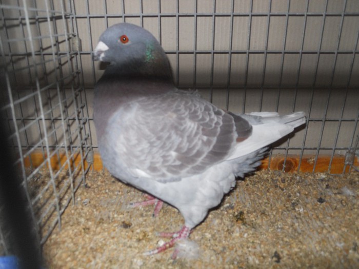 34832b - 1524 1 forma carunculati gaina