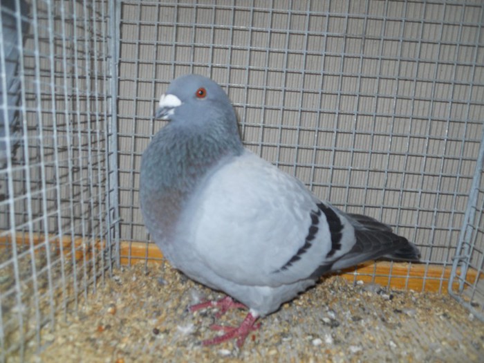 36297a v frum belgian
