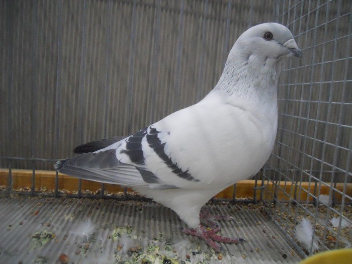 36323a v rom de frumusete - 1524 1 forma carunculati gaina