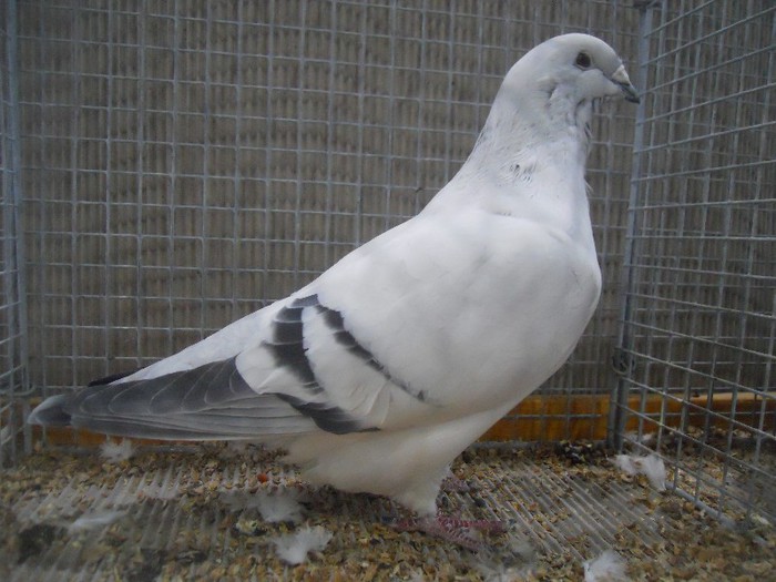 36333a - 1524 1 forma carunculati gaina