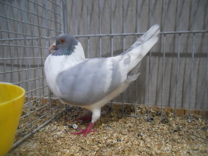 64543a - 1524 1 forma carunculati gaina