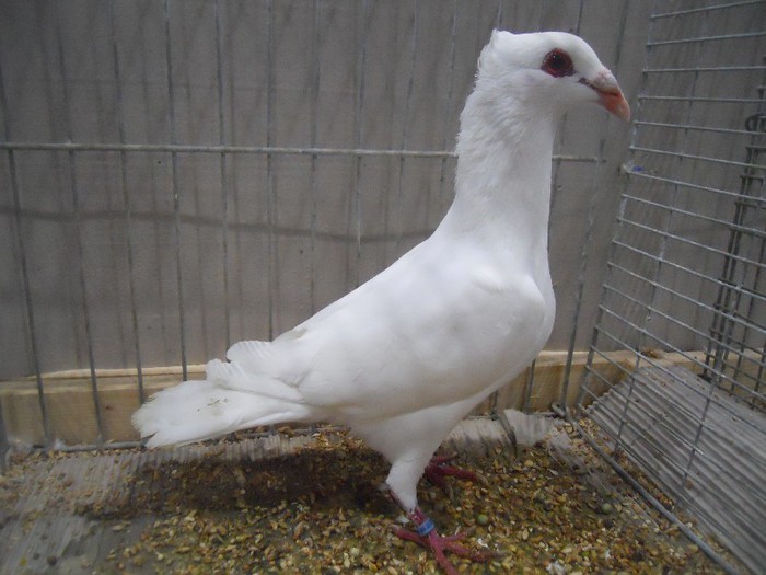 36990a bagdet moravia