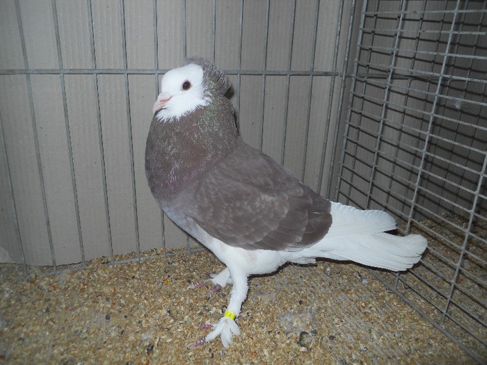 44940a - 1524 2 gusati culoare tobosari