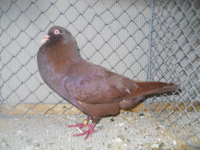 44951a g steller boemia