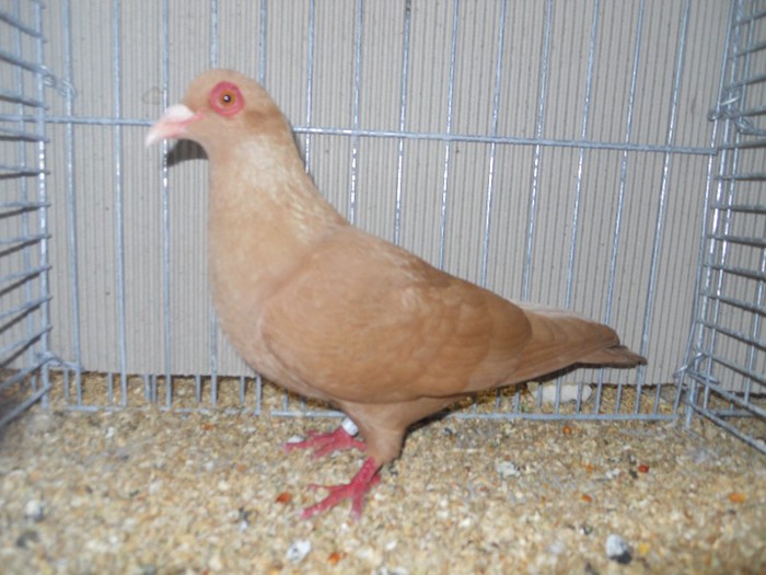 47671a campenesc franconian