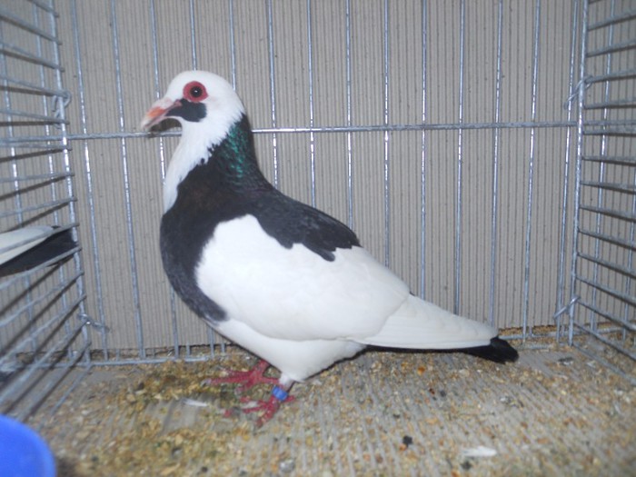 47679a cotofana franconiana