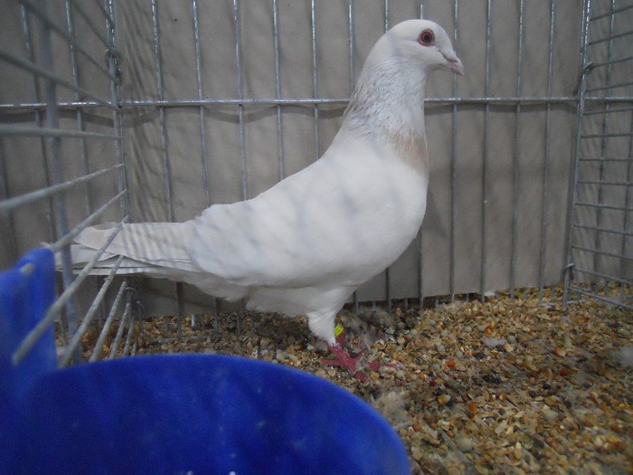 48079a unicolor turingia