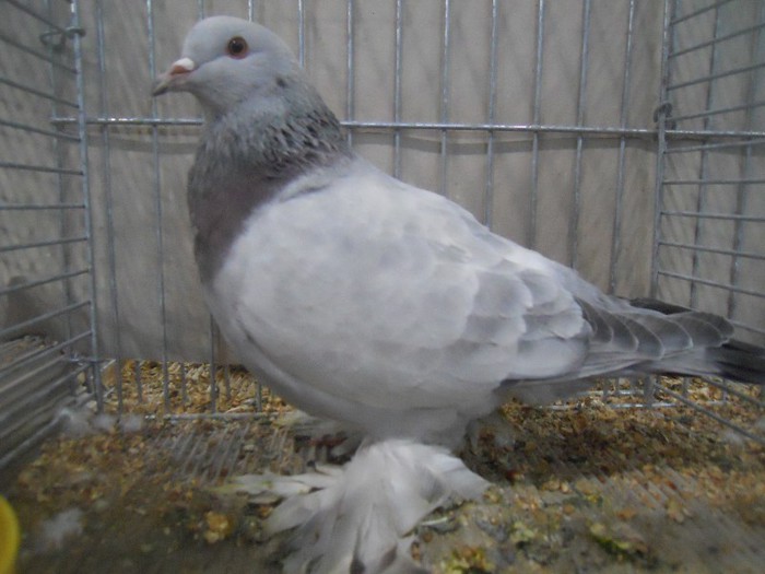 48085a - 1524 2 gusati culoare tobosari