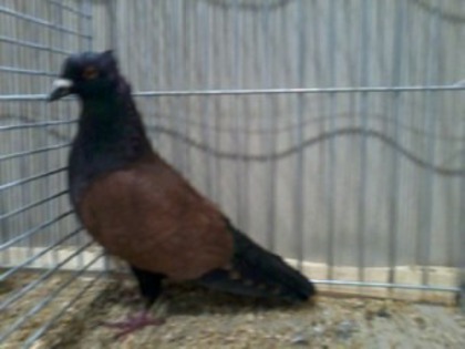 48109a scarabeu de turingia