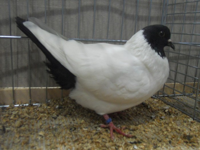 49887a cap colorat silezia