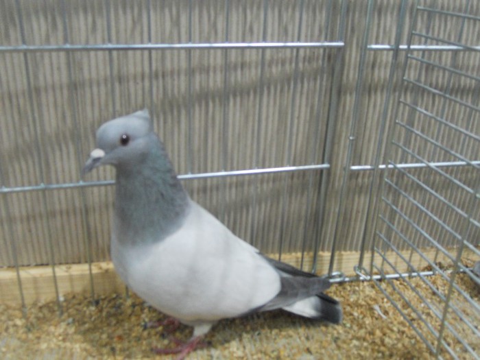 50221b - 1524 2 gusati culoare tobosari