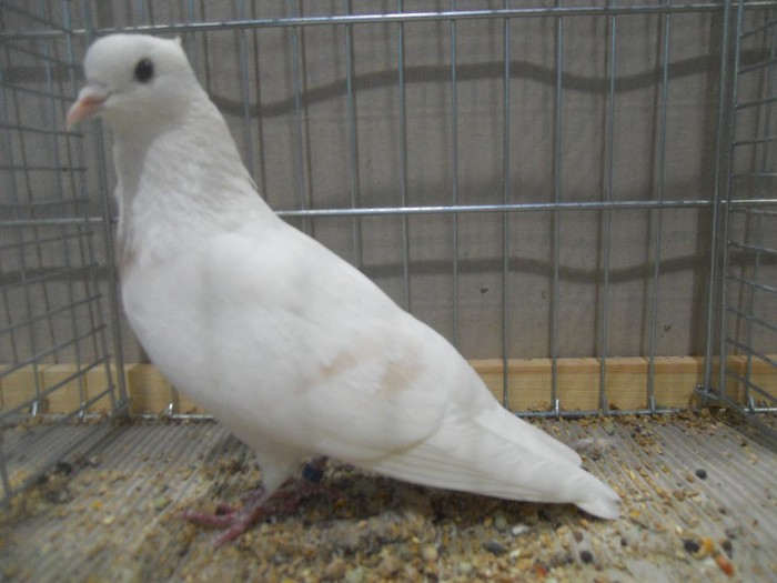 50395a thurgau elmer