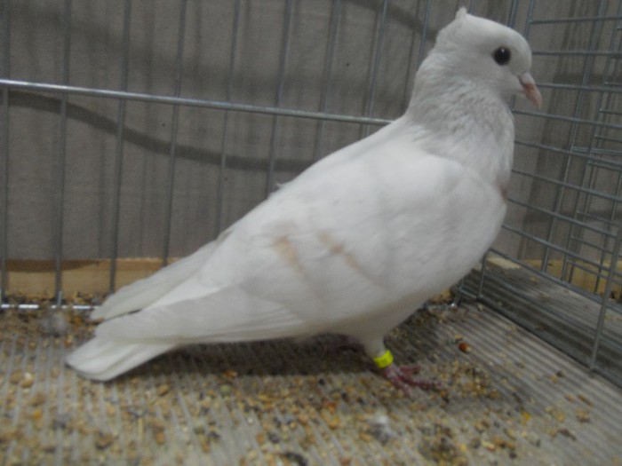 50399a - 1524 2 gusati culoare tobosari