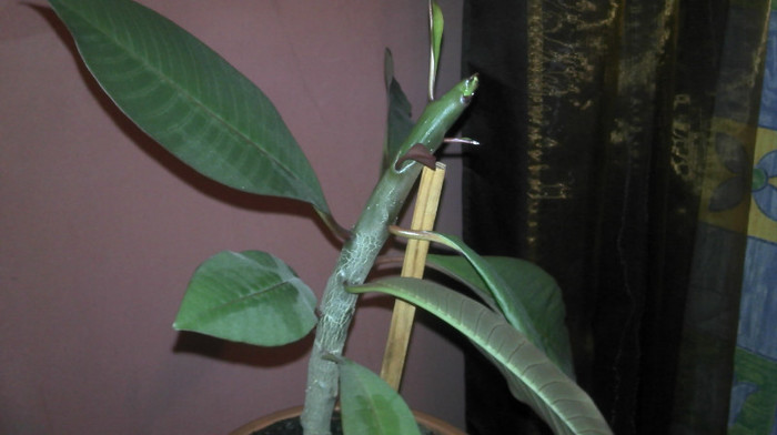 2012-12-12 06.20.51 - Plumeria