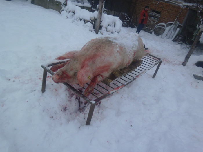 P1010769 - Sacrificarea porcului