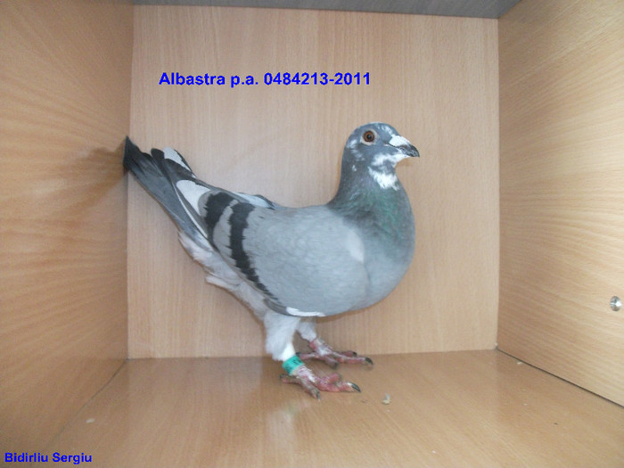 0484213-2011; Consagvina pe albastra p.a. 249510-05
